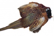 Ringneck Cock Pheasant